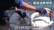 天鹅不幸被渔线缠绕，幸亏得到好心大叔的帮忙，解脱后立马游到老婆身边