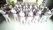 客厅里放一百多个哈士奇玩偶，真二哈看到后，反应太搞笑了