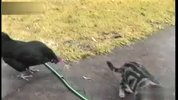 家庭滑稽录像-小猫斗鸡鸡