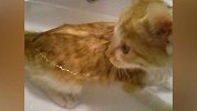 【宠物星球】 可爱的猫咪主动洗澡澡，这猫估计是成精了！