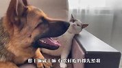 主人把德牧猫咪关在家里，这俩家伙会干啥？主人肠子要悔青了