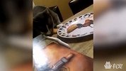 猫咪当着主人面偷吃，闭上眼睛照样认识你