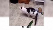 宠物冷知识：猫咪为什么怕黄瓜？