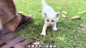 担心小奶猫被人发现，猫妈妈兜了一个大圈子，却还是被小哥找到了