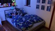 哈士奇半夜不睡觉，偷溜到小主人被窝里，监控拍下爆笑一幕