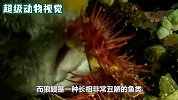 鳄龟虽然看着行动缓慢，但它的咬合力十分强悍，让人害怕