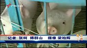 广东出台生猪屠宰新规 不合格最高罚3万
