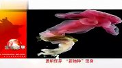 科学家在海洋中发现透明怪异新物种
