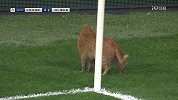 欧冠-1718赛季-花絮50' 我来冒个泡! 可爱野猫萌翻全场-花絮