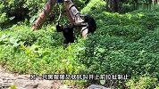 动物园一黑猩猩用棍暴打鸭子，同伴“劝架”根本劝不住！园方回应