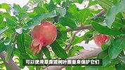 石榴树的养殖方法和注意事项