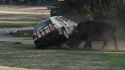 车都被“掀翻”了三次！犀牛突然发怒袭击饲养员 惊呆拍摄游客