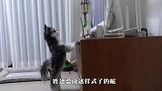 狗狗沉迷看电视，主人拽都拽不走，场面笑爆了