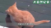 黄鼠狼紧紧抱住猫咪不撒手，猫咪瞬间就怒了-我是你能抱的吗？