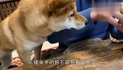 柴犬看铲屎官吃雪糕，自己也想吃，下一秒憋住别笑