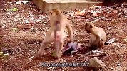 公猴光天化日虐待小猴！几十斤身体压在它身上，亲妈却不管不顾