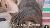 猫咪露露不愿剪指甲，无奈主人只好使出杀手锏，下一秒忍住别笑