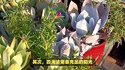 四海波的养殖方法和注意事项