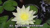 睡莲的养殖方法和注意事项