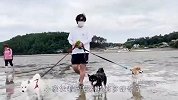铲屎官带3只柴犬赶海，没想到这么好玩，场面笑爆了