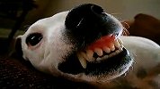 [搞笑]凶猛的龅牙狗