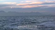 外国人为研究大白鲨，自己关笼子放海中，画面刺激