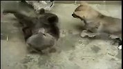 萌熊与狗狗相互嬉戏