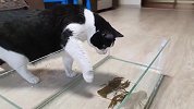 猫咪第一次看到小龙虾，好奇到上手摸，接下来忍住别笑