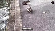 水獭宝宝跟着水獭妈妈出来学游泳，竟然不敢下水，还向路人求救！