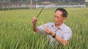 破纪录！袁隆平团队双季稻亩产1500公斤冲刺成功