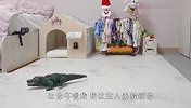 博美散步回来，发现家里遭鳄鱼入侵，接下来忍住别笑