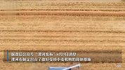 连续阴雨冲击麦收，河南多地公布受损小麦收购方案