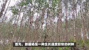 新疆杨的养殖方法和注意事项