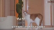 看到猫粮被扫地机器人吸走，喵星人气炸了，接下来忍住别笑
