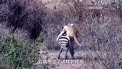 狮子跳上斑马背，原以为手到擒来，斑马却开启“风火轮”模式！