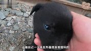 小奶狗被遗弃在铁路，饿了只能吃树叶，也太可怜了