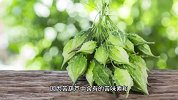 葫芦为什么会苦，怎么处理