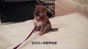 主人正要带小柴犬出门遛弯，转身一看，忍不住笑出了声！