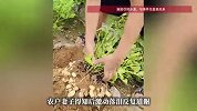 女子看见数百斤花生从车上掉落，骑三轮狂追3公里告知