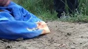 干旱污染致大量死亡 研究：澳鸭嘴兽有灭绝危险