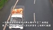 现实版农夫与蛇！男子半夜好心帮货车脱困，不料车里装的却是自家被偷的牛
