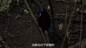 求偶界的天花板极乐鸟，目击其求偶过程，花里胡哨贼逗