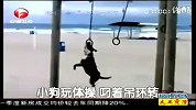 超级新闻场-20120409-小狗玩体操.叼着吊环转