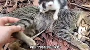 两只可怜的小奶猫，正在不断呼喊救命，只因它们的妈妈遇到了麻烦