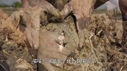男子在秧田翻土，意外发现土块中包裹着鱼儿，这是哪门子奇葩事？