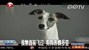 食物面前飞过狗狗表情多变