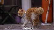 《这是一只仙气飘飘的萌宠》你喜欢卷毛猫吗？