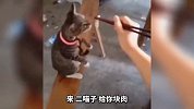 熊猫做梦也会流口水 这是梦到啥好吃的了