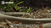 山村遭数万条“毒蛇”包围，专家赶来调查真相，却发现更离奇一幕
