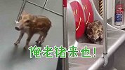 野猪出没！小野猪误闯港铁 在车厢内东奔西跑，还趴爱心座上休息